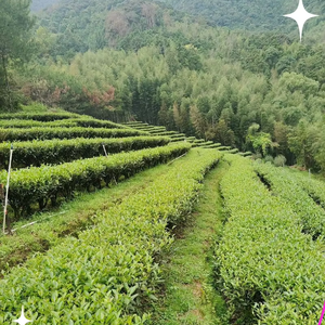 Té Oolong Tradicional Chino - Pastel de Té Narciso Zhang Ping - Product Image 6