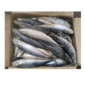 M47 300-500 g gefrorene Makrelle chinesische Herkunft große Größe gefrorene Pazifische Makrelle Fisch Scomber Japonicus