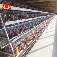Cage à poulets RTL pour l'élevage de poules pondeuses, alimentation et abreuvement haute performance, structure robuste, adaptée aux fermes du Moyen-Orient