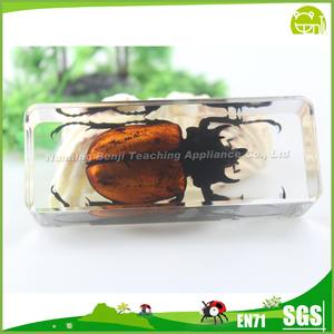 ตัวอย่างแมลง<span class=keywords><strong>จริง</strong></span>ในเรซิ่นชีววิทยา แมงมุม<span class=keywords><strong>ผี</strong></span> ตัวหนอนใส ใช้เป็นที่ทับกระดาษสำหรับสื่อการสอน - Product Image 3