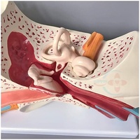 Modèle d'oreille HC-S255, nouveau modèle d'oreille anatomique de grande taille, modèle d'anatomie de l'oreille, éducation médicale