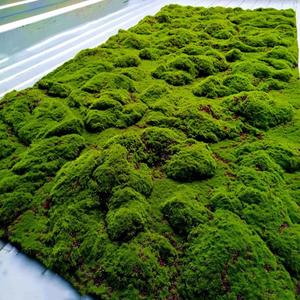 Hierba de musgo <span class=keywords><strong>artificial</strong></span> verde DIY para decoración de supermercado, paisajismo, ocasión de Acción de Gracias, Material de espuma, planta de musgo - Product Image 1