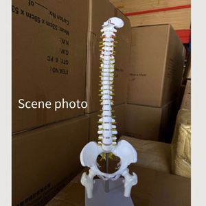 Wholesale 45cm Medical <strong>Science</strong> Surgical Spine Anatomy Structure <strong>Model</strong> - Product Image 5