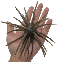 Leurre souple TPE style Coike en forme d'ormeau à pointes 25mm/16g 32mm/25g pour la pêche au bar avec montages Ned Rig et Drop Shot