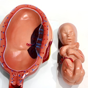 Modelo de <span class=keywords><strong>Desarrollo</strong></span> Fetal del Embarazo, Maniquí de Bebé de PVC para Ciencias Médicas y Anatómicas, para Escuelas y Hospitales - Product Image 5