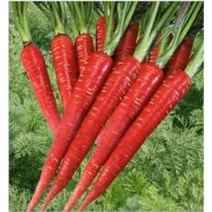 Variété de carottes de qualité professionnelle avec une forte performance en champ, une productivité élevée et des caractéristiques commerciales exceptionnelles - Product Image 1