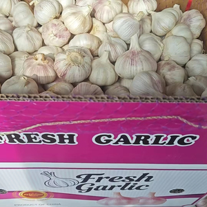 Aglio Fresco Cinese in Scatola da 10 kg, Nuovo Raccolto, Aglio Cinese Sbucciato Fresco, Fornitore Ali - Product Image 1