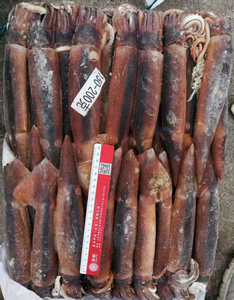Bán buôn <span class=keywords><strong>illex</strong></span> mực hải sản toàn bộ vòng đông lạnh mực mồi cho câu cá hấp dẫn giá trong bao bì số lượng lớn - Product Image 1