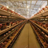Portail de taille personnalisée Bâtiment de poulailler à cadre en acier pour ferme avicole moderne, systèmes automatisés