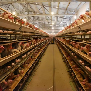 <span class=keywords><strong>Portail</strong></span> de taille personnalisée Bâtiment de poulailler à cadre en acier pour ferme avicole moderne, systèmes automatisés - Product Image 1