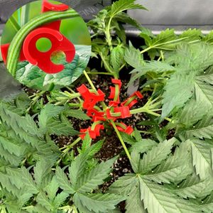 Clips LST réutilisables en ABS à 90 degrés pour l'entraînement à faible stress, fournitures <span class=keywords><strong>de</strong></span> jardin améliorées, outil <span class=keywords><strong>de</strong></span> pliage <span class=keywords><strong>de</strong></span> plantes suspendues, pour augmenter la circulation <span class=keywords><strong>de</strong></span> l'air et <span class=keywords><strong>de</strong></span> la lumière - Product Image 2