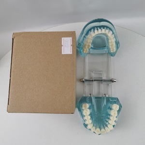 Modelo de diente de práctica con soporte de cerámica M3002 para entrenamiento dental y de ortodoncia, uso doméstico, paquete individual - Product Image 1