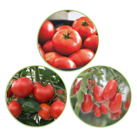 Kit de Semis de Tomates Solanum Scarlet 3 de Haute Qualité pour Jardin Potager – Sachet de Graines pour Plantation au Sol, Utilisation Domestique et Extérieure
