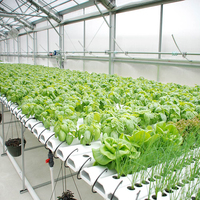 Système hydroponique pour serre avec Cocopeat et NFT Hydroponique pour l'agriculture de tomates et de laitues Agriculture verticale agricole