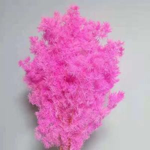80g all'ingrosso fiori conservati asparagi myrioeladus decorazioni per la tavola di casa conservato felce Ming - Product Image 3