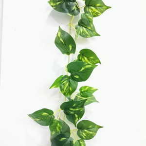 Pothos in Leca: Best Hydroponic Picks 2026