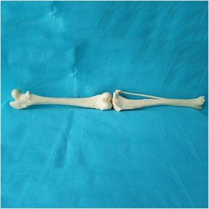 KyrenMed Perro Articulación de la rodilla Articulación Hueso Perro Fémur y Shin Tibia Modelo de <span class=keywords><strong>esqueleto</strong></span> de hueso <span class=keywords><strong>canino</strong></span> - Product Image 4