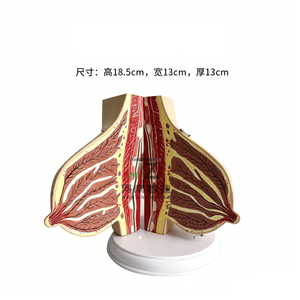 Modèle anatomique de sein féminin humain en phase de lactation pour l'enseignement médical et l'anatomie - Product Image 3