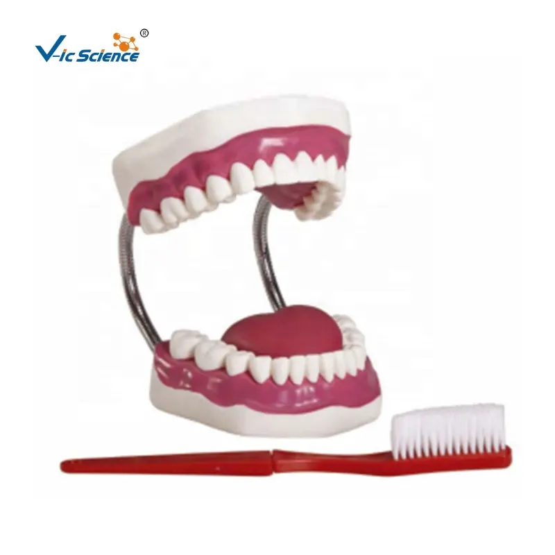 preparation teeth model for studying Dental care and health care model (5 times magnification)