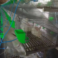 Cage d'élevage de lapins en grillage galvanisé de bonne qualité 3 niveaux 36 bits Cages commerciales pour lapins