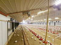 Nouvel Équipement Professionnel pour Élevage Commercial de Poulets de Chair : Cages en Acier pour Poulets