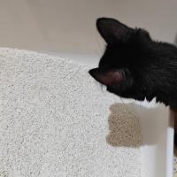 Litière pour chat au tofu parfumée au jasmin, parfum floral, agglomération rapide, faible poussière, contrôle des odeurs, jetable aux toilettes, fibres végétales naturelles, fournisseur