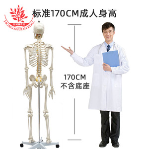Modelo de esqueleto humano con nervios espinales y arteria carótida, 176 cm, esqueleto grande de simulación de plástico 1:1, para enseñanza médica - Product Image 4