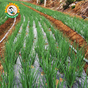 Garden Bee - Cubierta Plástica Biodegradable para Control de Malezas, Certificada por DIN, Agrícola, PLA PBAT, Color Verde Cebolla, para Jardín - Product Image 1