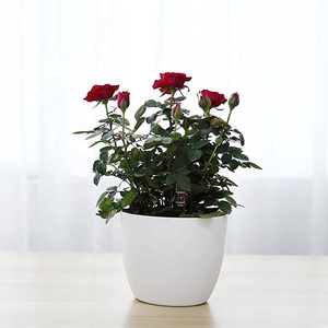 Pack of 3 White Decorative Plastic Pot Planter Self Watering <strong>Plant</strong> Pot With Water Level Indicator - Product Image 4