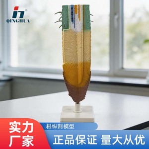 Modèle de section longitudinale de la racine de *Phyllostachys edulis* ; modèle d'analyse anatomique du système racinaire végétal ; enseignement et - Product Image 5
