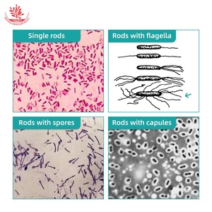 Toboganes de microcope de alta claridad, bacillos, Cpirochetes, microbiología, células de biología bacteriana, tobogán bacteriano - Product Image 3