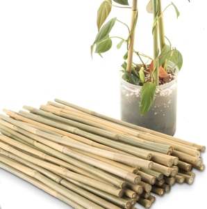 Vente en gros de kits de 3 à 5 bâtonnets de bambou pour plantes |   Bâtons de bambou vert, design minimaliste, haute qualité, écologiques, faciles à utiliser - Product Image 1