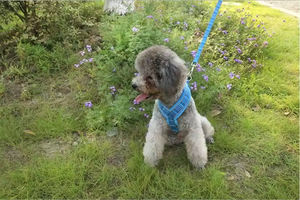 Arnés de Perro Ajustable y Acolchado, Reflectante, de Nailon, con Hebilla de Seguridad, para Entrenamiento, Táctico, para Perros Grandes, Accesorios para Galgos - Product Image 6