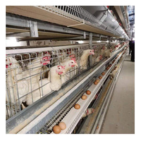Cage de ponte automatique Cages à plusieurs niveaux pour poules pondeuses poulets équipement pour volaille
