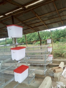 Cage à poules à étages de type A, cages à batterie pour le Sri Lanka - Product Image 4