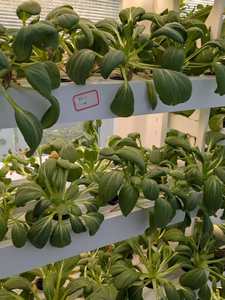 Jardin <span class=keywords><strong>d</strong></span>'<span class=keywords><strong>intérieur</strong></span> hydroponique vertical intelligent-Nouveau système de croissance intelligent pour fruits et légumes - Product Image 5