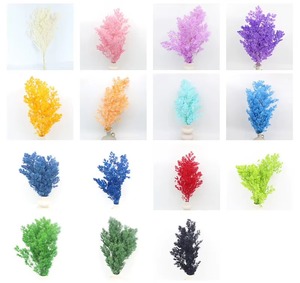 Helecho Ming de Espárragos Secos <span class=keywords><strong>Naturales</strong></span> Preservados, Venta al por Mayor, Colores Surtidos, Material Floral Esponjoso para DIY, Decoración para Bodas, Hogar y Fiestas - Product Image 2