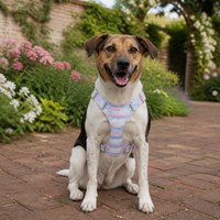 Verstellbares Hundegeschirr Einfarbiges Nylon-Haustiergeschirr für Kleine Mittlere Große Hunde Gehen Training Komfortabel