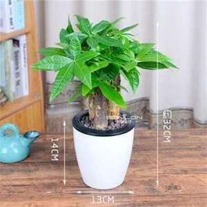 ต้นไม้ดอกไม้แห่งโชคลาภ บอนไซในกระถาง ต้นไม้เงินขนาดใหญ่สำหรับตกแต่งภายในห้องนั่งเล่น - Product Image 4