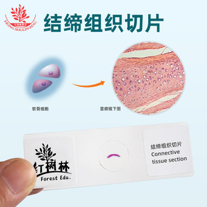 Les sections de tissus conjunctifs et les sections de tissus osseux fournissent soutien, connexion, protection et nutrition. Collège - Product Image 3