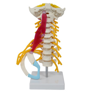 Modèle avancé de colonne cervicale avec muscles, tronc cérébral et os occipital ; simulation des muscles du cou et de la colonne vertébrale humains pour l'enseignement - Product Image 4