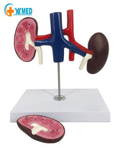 Modelo de Riñón Canino para Ciencias Médicas, Comparación de Lesiones de Salud, Órgano Interno Animal, Recursos Didácticos para el Corazón - Product Image 1