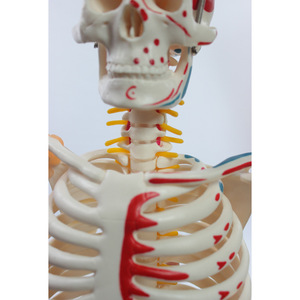 Squelette sur mesure de 85 cm avec disques intervertébraux, moitié des points d'origine et d'insertion des muscles, et ligaments ; membres - Product Image 1