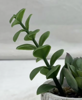 Petite plante succulente en pot, ornement floral - Décoration de bureau écologique pour Halloween/Noël/Nouvel An/Remise de diplôme pour le salon