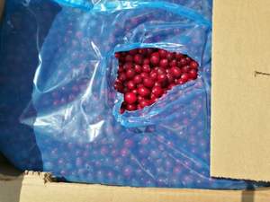 Ücretsiz örnek saf <span class=keywords><strong>Blushwood</strong></span> <span class=keywords><strong>berry</strong></span> özü kurutulmuş meyve kızılcık tozu kızılcık özü 25% Proanthocyanidin - Product Image 5