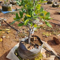 Kantong Tanam HOKBG Farm Nursery, Pot Pembibitan Pohon, Pot Tanaman Buah, Pot Bunga, Kantong Tanam 50 Galon untuk Penanaman Nangka