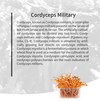 Extrait de champignon en poudre de glucane, capsule d'extrait de champignon de platine D de marque privée personnalisée, Cordyceps Militaris