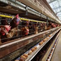 Cage à poules pondeuses de type A à 3 ou 4 niveaux, galvanisée à chaud, grande capacité, idéale pour la volaille africaine