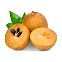 Groothandel verse sapota, puur biologisch geproduceerd, bulkverpakkingen, op maat gemaakte verpakkingen, verse sapota te koop via exporteurs