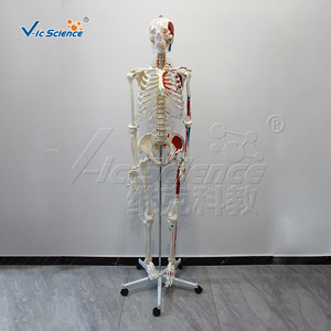 Modelo de esqueleto humano a escala 1:1 de 170 cm de altura con origen e inserciones musculares, con partes desmontables. - Product Image 1